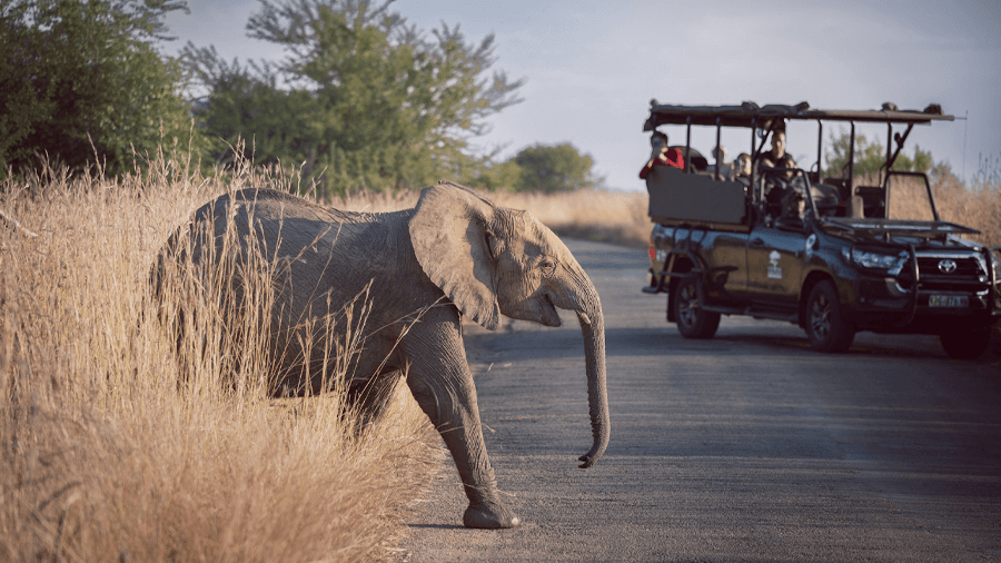 På en safariresa i Sydafrika kan du se elefanter.