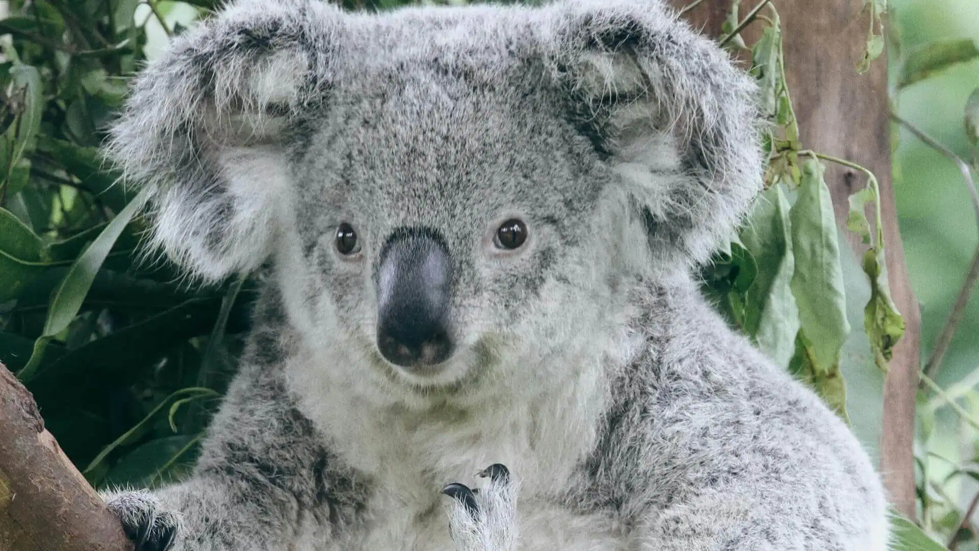 Närbild på en koala i Australien.