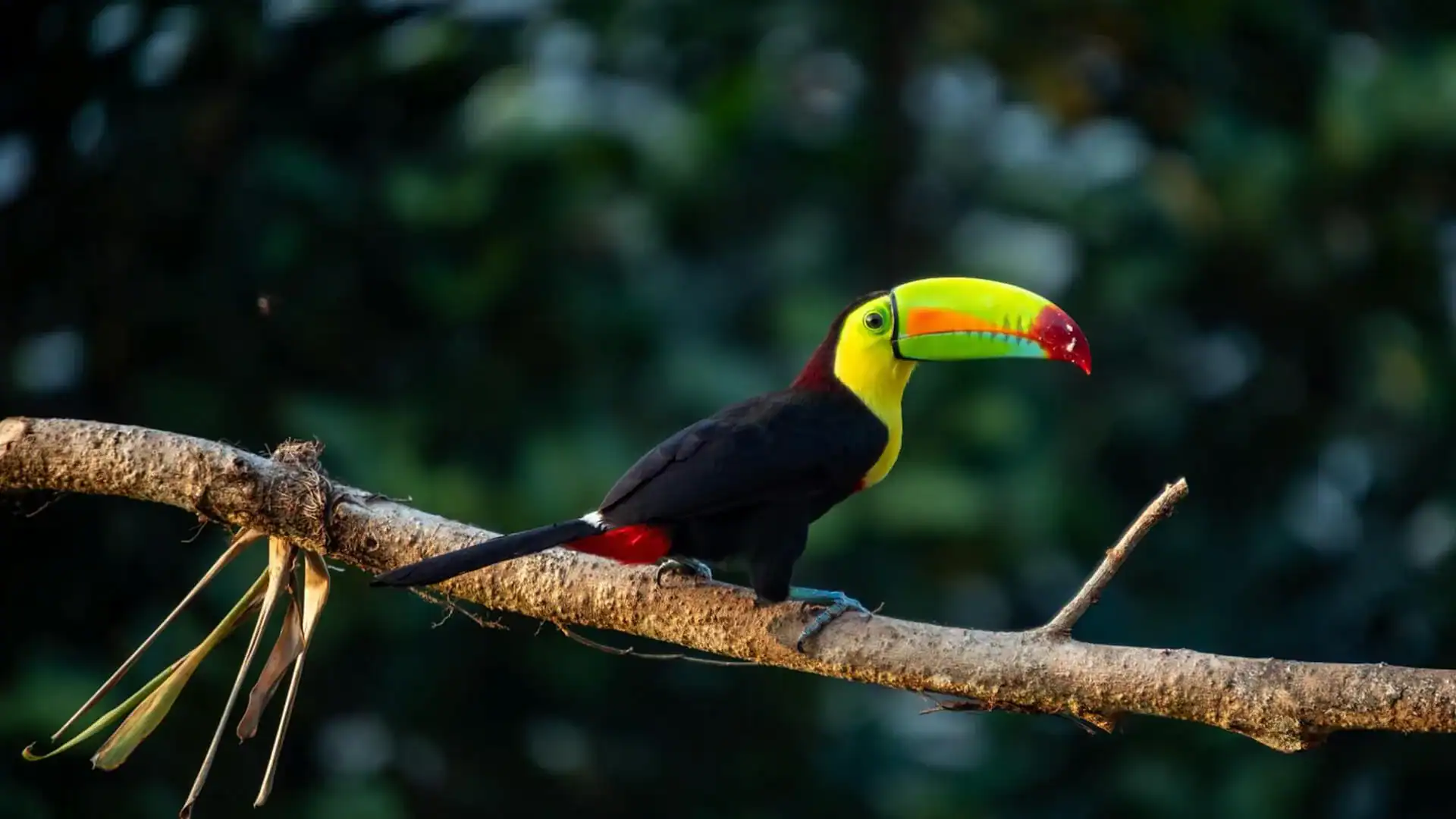 Tucan på en trädgren i Costa Rica, Centralamerika.