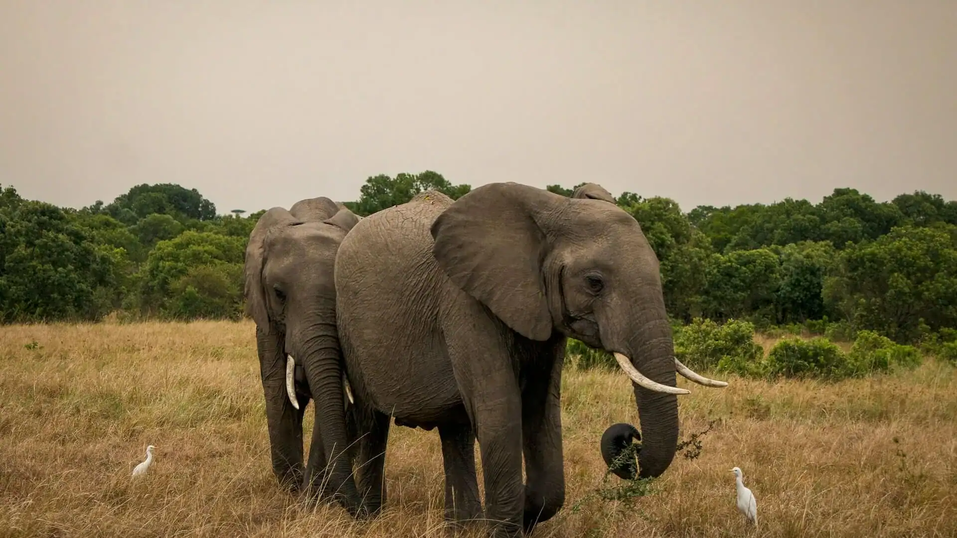 Elefant på savann i Tanzania, Afrika.
