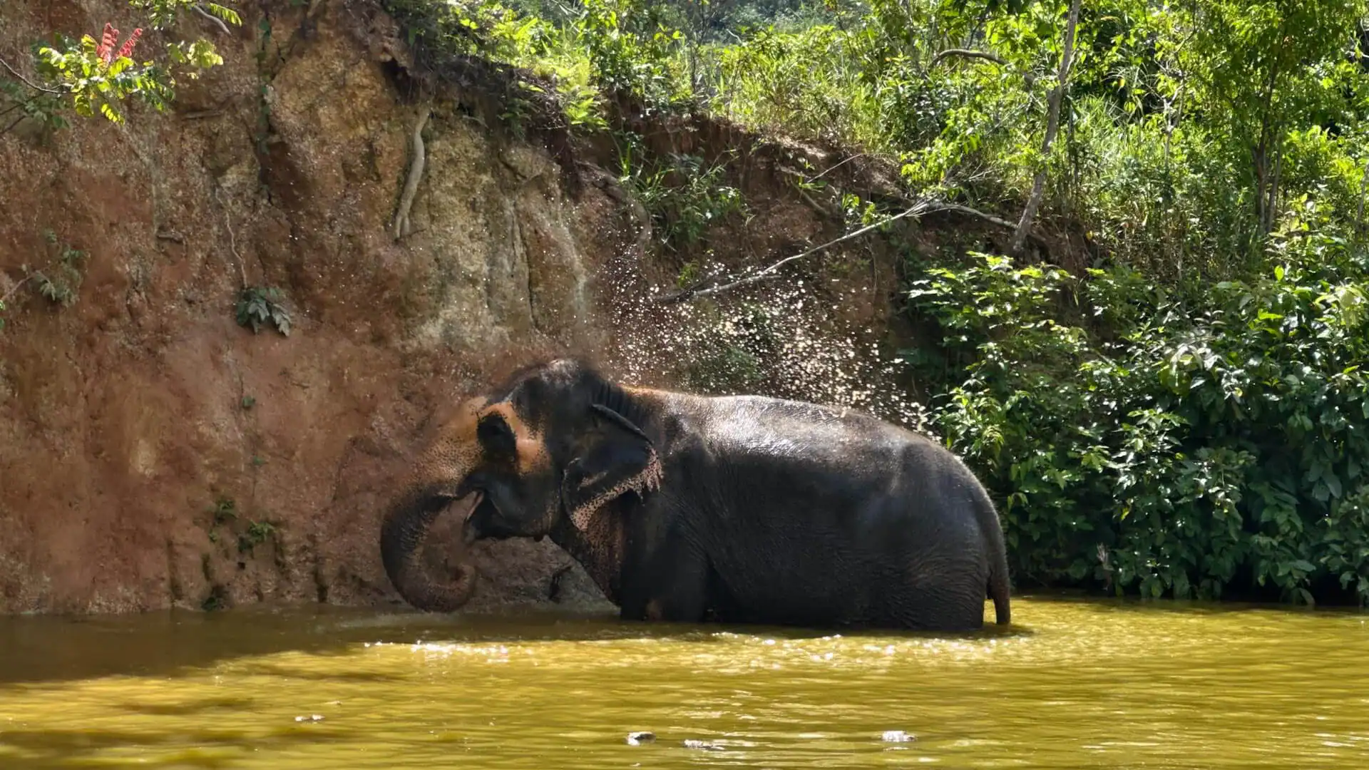Elefant som badar i Phuket.
